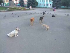 Владі байдуже: безпритульними тваринами у Нововолинську займаються волонтери Владі байдуже: безпритульними тваринами у Нововолинську займаються волонтери