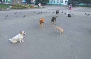 Владі байдуже: безпритульними тваринами у Нововолинську займаються волонтери Владі байдуже: безпритульними тваринами у Нововолинську займаються волонтери