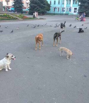 unnamed_1_15 Владі байдуже: безпритульними тваринами у Нововолинську займаються волонтери