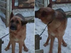 Звернення до нововолинців у кого пропали вівчарки! Звернення до нововолинців у кого пропали вівчарки!