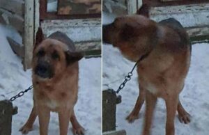 Звернення до нововолинців у кого пропали вівчарки! Звернення до нововолинців у кого пропали вівчарки!