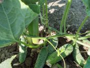 Приймаю замовлення на свіженькі домашні огірочки для консервації.