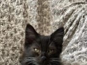 Просто неймовірний котик шукає сім’ю!