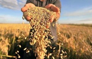 Наближаються жнива: нагадуємо правила безпеки під час збору зернових Наближаються-жнива:-нагадуємо-правила-безпеки-під-час-збору-зернових