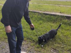 10 тварин щепили від сказу під час мобільної вакцинації у Нововолинську 10-тварин-щепили-від-сказу-під-час-мобільної-вакцинації-у-Нововолинську