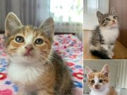 Дві милі дівчинки і руденький хлопчик шукають дім