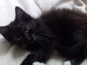 Кому такого чудового хлопчика?