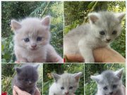 Дачні котики підростають, бронюйте красу