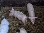 Продам поросят 6-тижневого віку