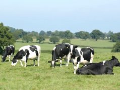Відновлюють бюджетні дотації на землю, за утримання великої рогатої худоби, кіз та овець Відновлюють-бюджетні-дотації-на-землю,-за-утримання-великої-рогатої-худоби,-кіз-та-овець