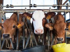 До відома власників земель сільськогосподарського призначення та корів, кіз овець До-відома-власників-земель-сільськогосподарського-призначення-та-корів,-кіз-овець