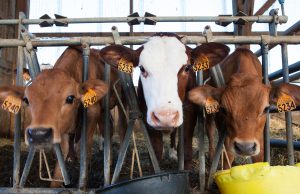 До відома власників земель сільськогосподарського призначення та корів, кіз овець До-відома-власників-земель-сільськогосподарського-призначення-та-корів,-кіз-овець