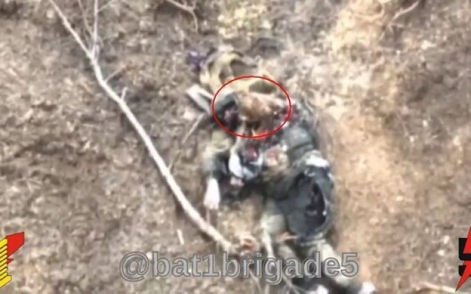 Птах клює нутрощі ліквідованого окупанта. ВIДЕО 18+ Птах-клює-нутрощі-ліквідованого-окупанта.-ВiДЕО-18+
