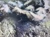 Босий окупант застрелився в окопі. ВIДЕО 18+ Босий-окупант-застрелився-в-окопі.-ВiДЕО-18+
