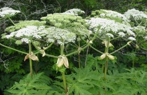 Рекомендації щодо боротьби з борщівником Сосновського Рекомендації-щодо-боротьби-з-борщівником-Сосновського
