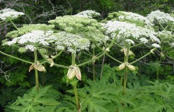 Рекомендації щодо боротьби з борщівником Сосновського Рекомендації-щодо-боротьби-з-борщівником-Сосновського