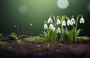 Заборонено зривати та продавати первоцвіти: за порушення закону – штраф Заборонено-зривати-та-продавати-первоцвіти:-за-порушення-закону-–-штраф