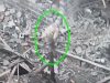 Окупант “ловить” три кулі від українського снайпера. ВIДЕО Окупант-“ловить”-три-кулі-від-українського-снайпера.-ВiДЕО