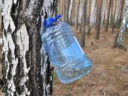 Березовий сік