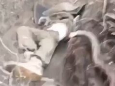 Тіла окупантів валяються в окопі на відвойованій українськими воїнами позиції. ВIДЕО 18+ Тіла-окупантів-валяються-в-окопі-на-відвойованій-українськими-воїнами-позиції.-ВiДЕО-18+