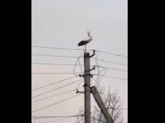 На Івано-Франківщині енергетики відновили гніздо буслів. ВIДЕО На-Івано-Франківщині-енергетики-відновили-гніздо-буслів.-ВiДЕО