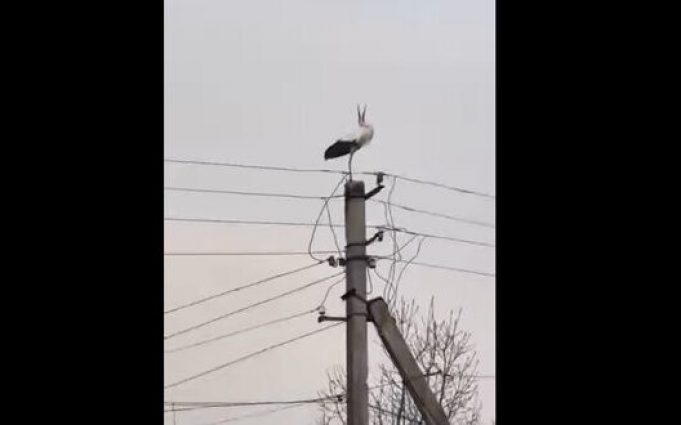 На Івано-Франківщині енергетики відновили гніздо буслів. ВIДЕО На-Івано-Франківщині-енергетики-відновили-гніздо-буслів.-ВiДЕО