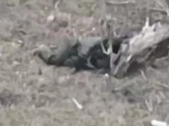 Поранений російський окупант застрелився з автомата на полі бою. ВIДЕО Поранений-російський-окупант-застрелився-з-автомата-на-полі-бою.-ВiДЕО