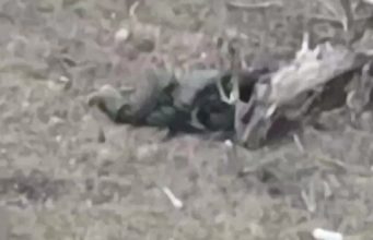 Поранений російський окупант застрелився з автомата на полі бою. ВIДЕО Поранений-російський-окупант-застрелився-з-автомата-на-полі-бою.-ВiДЕО