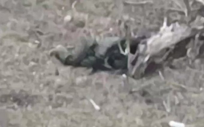 Поранений російський окупант застрелився з автомата на полі бою. ВIДЕО Поранений-російський-окупант-застрелився-з-автомата-на-полі-бою.-ВiДЕО