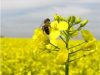 До уваги фермерів Нововолинської громади До-уваги-фермерів-Нововолинської-громади
