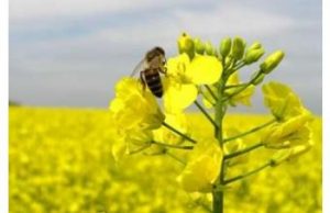 До уваги фермерів Нововолинської громади До-уваги-фермерів-Нововолинської-громади