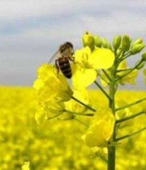 До-уваги-фермерів-Нововолинської-громади