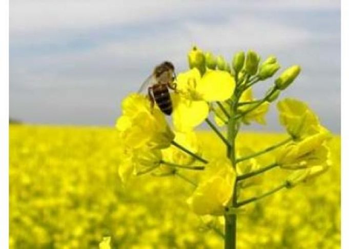 До уваги фермерів Нововолинської громади До-уваги-фермерів-Нововолинської-громади