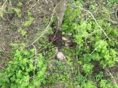 Тіло окупанта розлітається на шматки від удару дрона бійців 47 ОМБр. ВIДЕО 18+ Тіло-окупанта-розлітається-на-шматки-від-удару-дрона-бійців-47-ОМБр.-ВiДЕО-18+