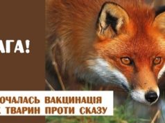 Запланована вакцинація диких тварин проти сказу: дотримуйтесь заходів безпеки! Запланована-вакцинація-диких-тварин-проти-сказу:-дотримуйтесь-заходів-безпеки!