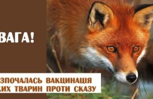 Запланована вакцинація диких тварин проти сказу: дотримуйтесь заходів безпеки! Запланована-вакцинація-диких-тварин-проти-сказу:-дотримуйтесь-заходів-безпеки!