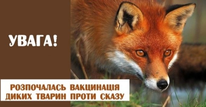 Запланована вакцинація диких тварин проти сказу: дотримуйтесь заходів безпеки! Запланована-вакцинація-диких-тварин-проти-сказу:-дотримуйтесь-заходів-безпеки!