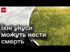 ❗ Алергія, пухирі і навіть летальні випадки! У лікарів навала пацієнтів через укуси мошкари! (ВІДЕО) ❗ Алергія, пухирі і навіть летальні випадки! У лікарів навала пацієнтів через укуси мошкари! (ВІДЕО)
