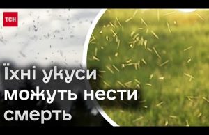 ❗ Алергія, пухирі і навіть летальні випадки! У лікарів навала пацієнтів через укуси мошкари! (ВІДЕО) ❗ Алергія, пухирі і навіть летальні випадки! У лікарів навала пацієнтів через укуси мошкари! (ВІДЕО)