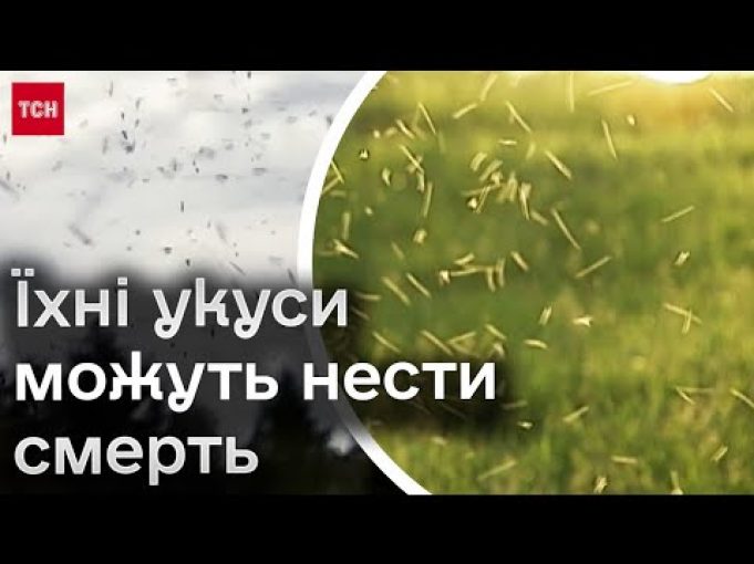 ❗ Алергія, пухирі і навіть летальні випадки! У лікарів навала пацієнтів через укуси мошкари! (ВІДЕО) ❗ Алергія, пухирі і навіть летальні випадки! У лікарів навала пацієнтів через укуси мошкари! (ВІДЕО)
