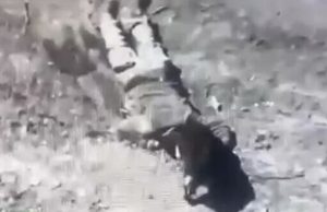 Собака їсть рештки російського загарбника. ВIДЕО Собака-їсть-рештки-російського-загарбника.-ВiДЕО