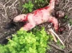 Голий окупант конає в районі Новомихайлівки від атаки наших десантників. ВIДЕО 18+ Голий-окупант-конає-в-районі-Новомихайлівки-від-атаки-наших-десантників.-ВiДЕО-18+