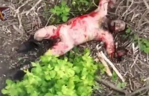 Голий окупант конає в районі Новомихайлівки від атаки наших десантників. ВIДЕО 18+ Голий-окупант-конає-в-районі-Новомихайлівки-від-атаки-наших-десантників.-ВiДЕО-18+