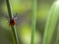 Як уберегтися від укусів кліщів? Як-уберегтися-від-укусів-кліщів?