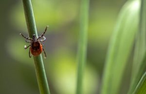 Як уберегтися від укусів кліщів? Як-уберегтися-від-укусів-кліщів?