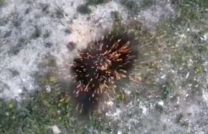 Голову окупанта розриває після точного скиду боєприпаса з дрона. ВIДЕО 18+ Голову-окупанта-розриває-після-точного-скиду-боєприпаса-з-дрона.-ВiДЕО-18+