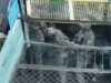 Бійці затрофеїли ворожий танк та полонили його екіпаж. ВIДЕО Бійці-затрофеїли-ворожий-танк-та-полонили-його-екіпаж.-ВiДЕО