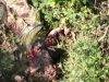 Росіянина розірвало на частини після влучання боєприпасу. ВIДЕО 18+ Росіянина-розірвало-на-частини-після-влучання-боєприпасу.-ВiДЕО-18+