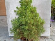 Продам ялинки” коніка”