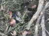 Окупант залишився без рук і ніг після атаки бійців 65 ОМБр. ВIДЕО 18+ Окупант-залишився-без-рук-і-ніг-після-атаки-бійців-65-ОМБр.-ВiДЕО-18+